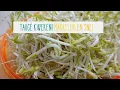 Download Lagu Taugé kweken doe je zo!