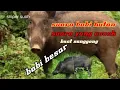 Download Lagu Suara pikat babi hutan