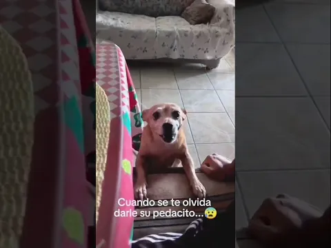 #funny Cuando Se Olvida Dan Un Pedacito al Perro 🐕 te reclama 🤣#comedyreels