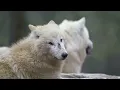 Spiritual Meaning of White Wolf