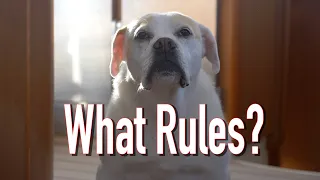 Taking our Dog Cruising on a Sailboat in the Caribbean – what we need to do.