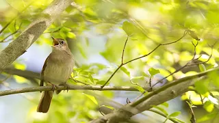 best nightingale song en yi b lb l sesleri