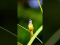 Burung Perenjak Rawa, Yellow-bellied Prinia #shorts