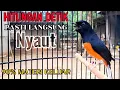 Download Lagu MUSTAHIL ‼️ murai batu gacor PAGI SIANG MALAM AMPUH buat PANCINGAN murai batu agar cepat bunyi emosi