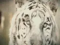 The Killers - Human (Official video)
