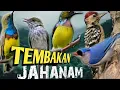 Download Lagu KOMPILASI SEMUA MASTERAN BURUNG JUARA TERBARU 2025 (MASTERAN SUARA BURUNG KECIL)