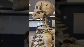ماهي العظمة الوحيدة فى الإنسان المنفصلة عن الهيكل العظمي   دندنها