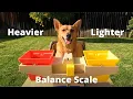 Professor Ginger Measures Weight Using a Balance Scale 4K