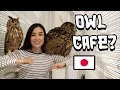 Download Lagu Visiting The Best Owl Cafe in Tokyo | Sasha Grey
