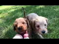 Puppy Playtime