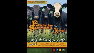 Eichacker Angus - Annual Simmental Angus Bull Female Sale