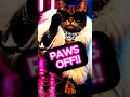 Download Lagu PAWS OFF!! SONG 😼 | Don’t Touch the Fur. Ever.