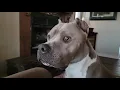 Will the House Hippo s hunt be successful