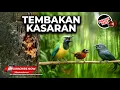 Download Lagu 🔴 Tembakan Kasar Masteran Cucak Cungkok Super Gacor vs Tepus Kepala Abu vs Srigunting Abu