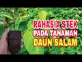 Download Lagu RAHASIA STEK BATANG PADA TANAMAN DAUN SALAM SAMPAI TUMBUH AKAR