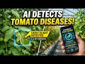 Tomato Leaf Disease Detection Using AI Deep Learning Smart Agriculture Explained
