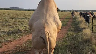 i put my tuli bull to the heifers 