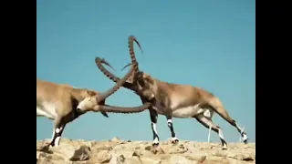 الفلسطيني بشو احسن مني   دندنها