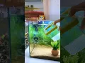 Download Lagu Fantastic Aquarium Tools #aquarium #koi #fish #fishkeepinghobby #fishaquarium #fishtank