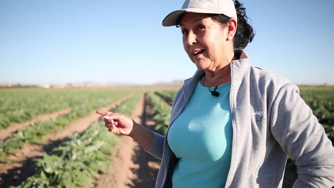 Outline Video Cultivando la alcachofa II | Agrodolores