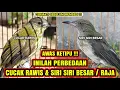Download Lagu PERBEDAAN CUCAK RAWIS \u0026 SIRI SIRI BESAR / RAJA❗