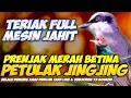 Download Lagu MASTERAN SEDAAP PETULAK JINGJING VS PRENJAK KEPALA MERAH BETINA || PRENJAK MERAH RIBUT || JINGJING