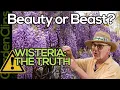 Wisteria The Beautifully Destructive Vine Watch Before You Plant