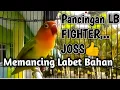 Lagu Pancingan LB FIGHTER Memanggil Lawan Lanjut Ngekek, TOP Buat Memancing Labet Bahan