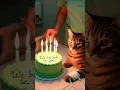 Download Lagu Cerita Sedih Seorang Dokter Menyalakan Lilin untuk Seekor Kucing Kecil yang sakit dan Berani 🎂💔