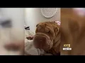 Leigh s Lost and Found happy reunion for a Sharpei lost while his owners were in the hospital