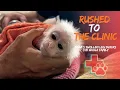 Download Lagu Monkey Baba’s Swollen Leg Shocks the Whole Family – Rushed to the Clinic!