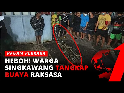 Warga Singkawang Kalbar Tangkap Buaya Sepanjang 4 Meter