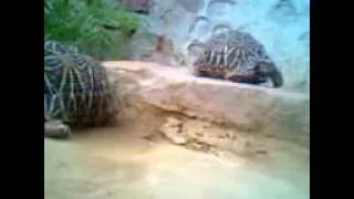 main laut aaunga turtle love story sad song 2013 3gp video
