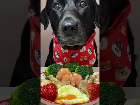 Black Dog Healthy Strawberry & Prawn Feast! 🐶🍓 #shorts #dog #food