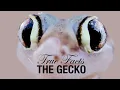True Facts Geckos
