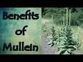 Health Benefits of Mullein