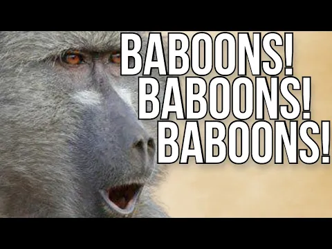 Download MP3 Baboons!