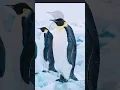 Lagu 🐧Penguins🐧#ai #artist #youtube #wildlife #penguin #animals #ytshorts #music