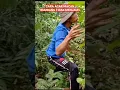 Download Lagu SERAM❗SUARANYA MIRIP MACAN KUMBANG #shorts #suaramacankumbang #shortvideo