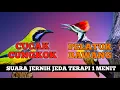 Download Lagu 4 jam masteran kombinasi cucak cungkok dan pelatuk bawang suara jernih berjeda