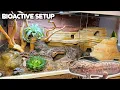 Our Best Leopard Gecko Bioactive Setup and How We Set it Up Josh s Frogs Plants