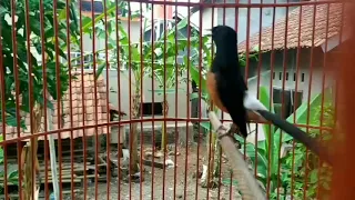 pasti gacor murai batu full tembakan kasar speed rapat panjang cocok untuk masteran u0026 pancingan