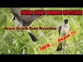 Download Lagu SUARA BURUNG KUTILANG TETANGGA GACOR PIKAT AMPUH || SUARA BURUNG KUTILANG LIAR || JEBAKAN BOCIL