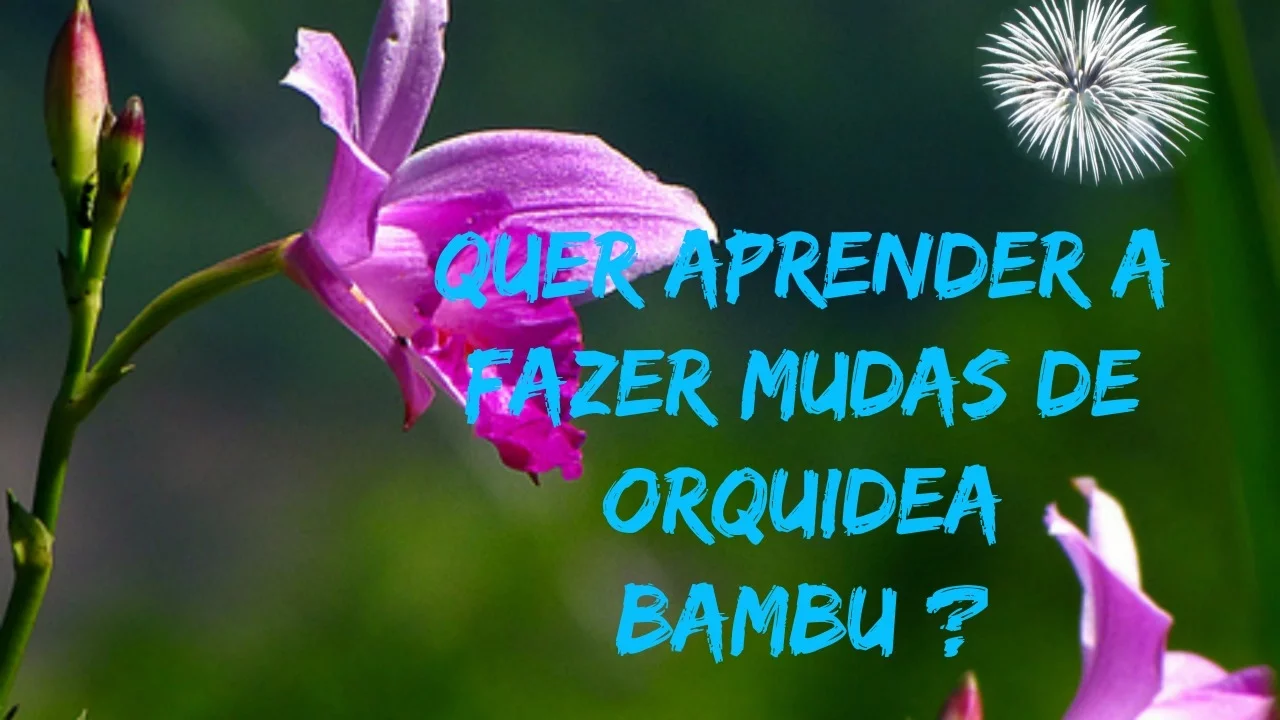 COMO PLANTAR ORQUIDEA BAMBU (ARUNDINA SPECIOSA)