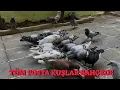 Download Lagu Bütün Posta Kuşları Bahçeye Çıkardım ( Kaçan Kuşlarımı Yakalayanlar Bekleyin Geliyorum)