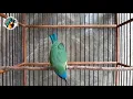 Lagu Pancingan Cucak Kinoi Ampuh Pasti Nyaut