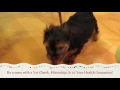 Teacup Yorkie Puppies For Sale Near GA