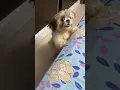 Download Lagu Dog barking | shihtzu dog barking #shihtzu #dog