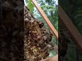 Download Lagu beequeen baby 🙆🤷🙋😍🐝🇱🇰#bee #beekeeping #honeybee #honey 🇱🇰😍🙋