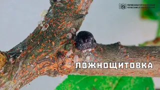Ложнощитовка и её богатый внутренний мир // Clever Cricket